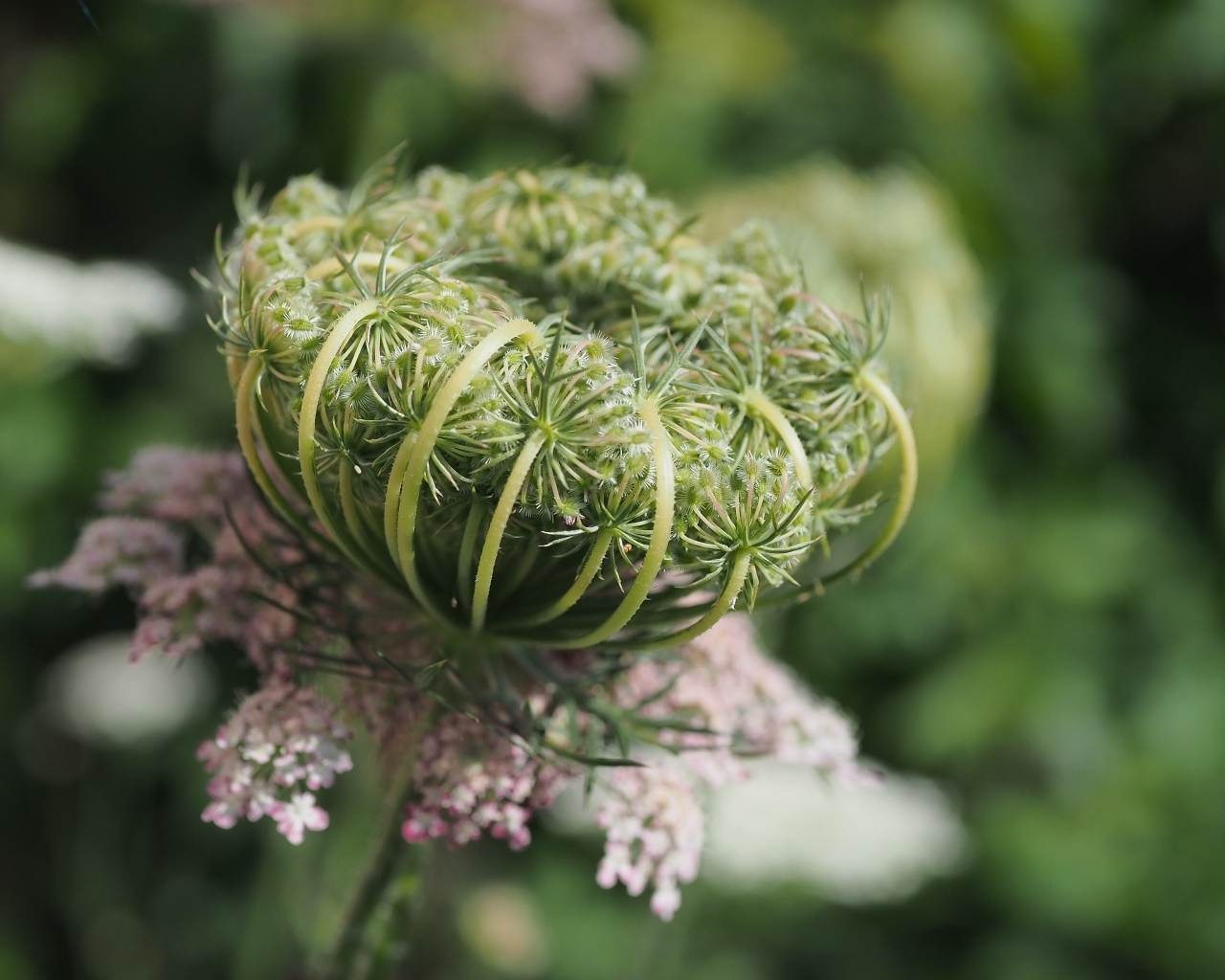 Зонтик полевого растения крупным планом