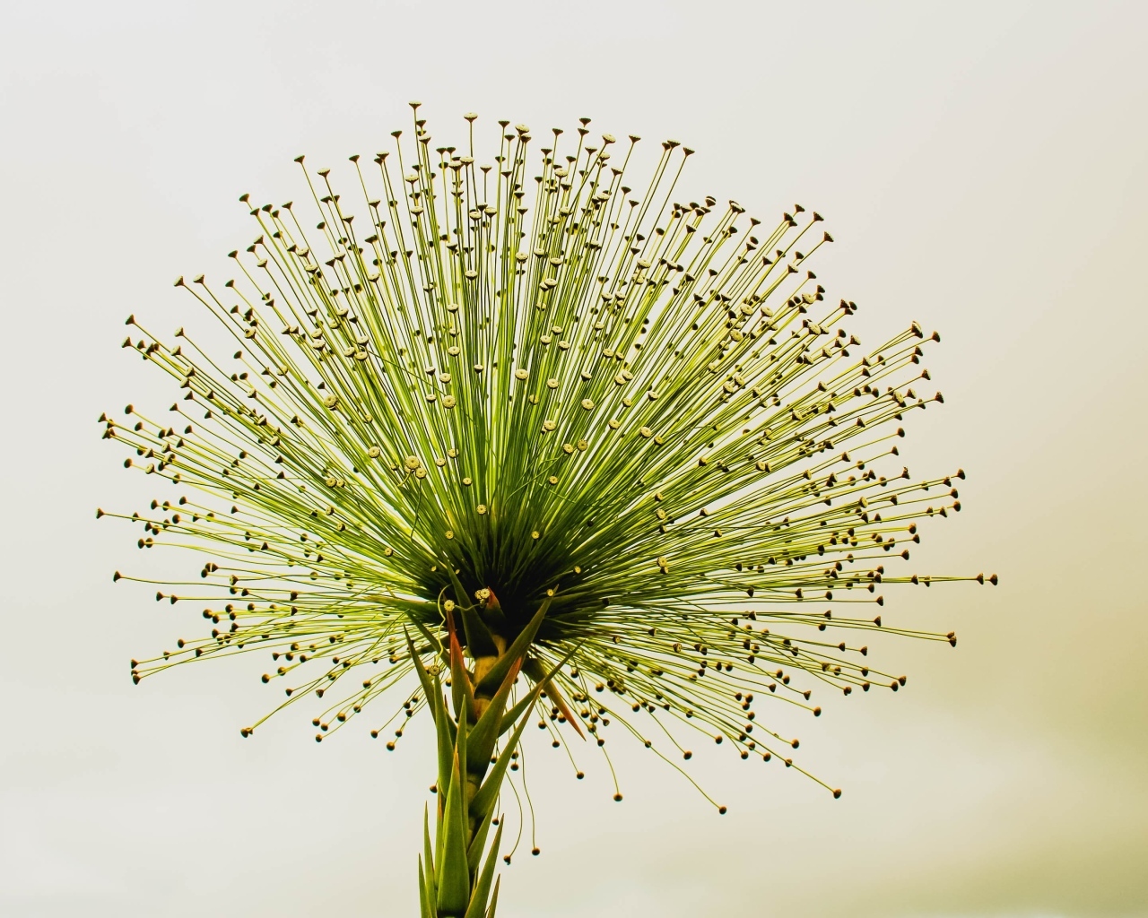 Необычное зеленое растение 