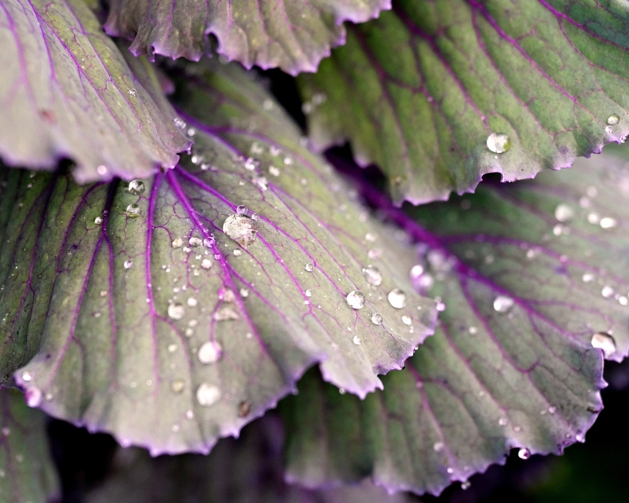 Капли воды на листьях капусты