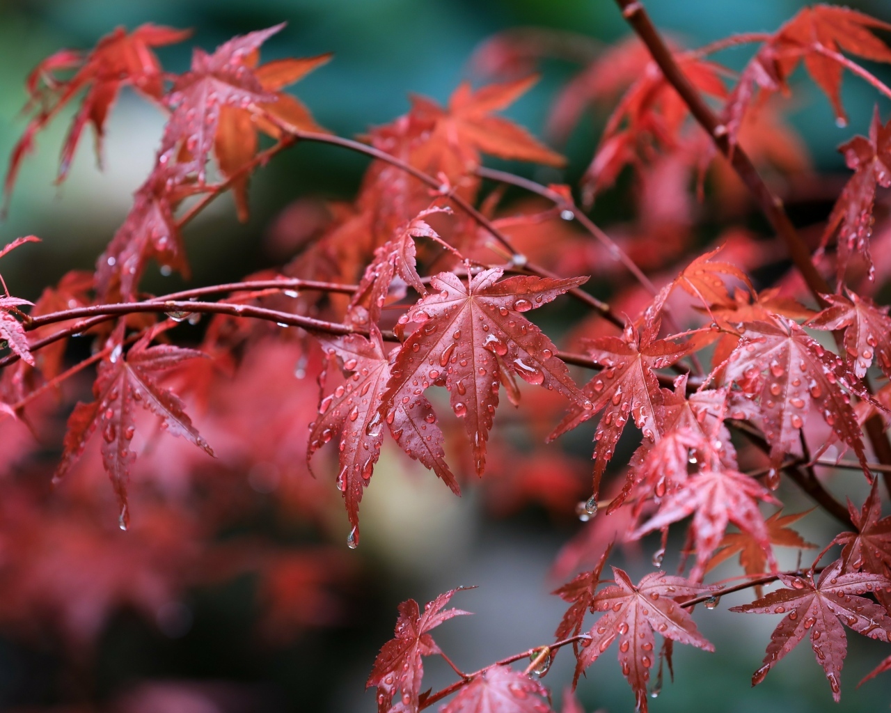 Мокрые красные листья клена