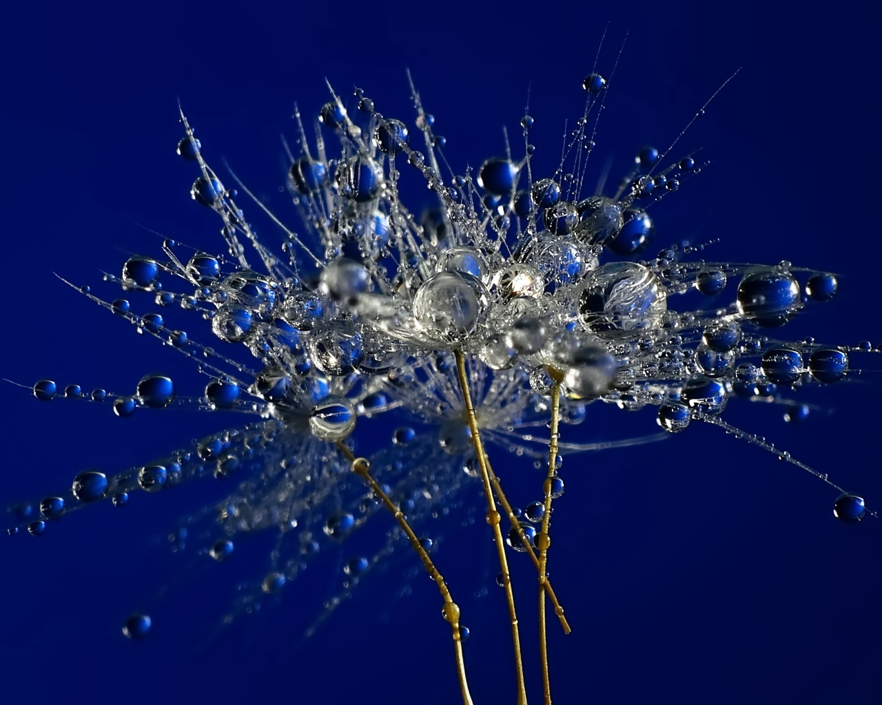 Мокрые остатки одуванчика на синем фоне