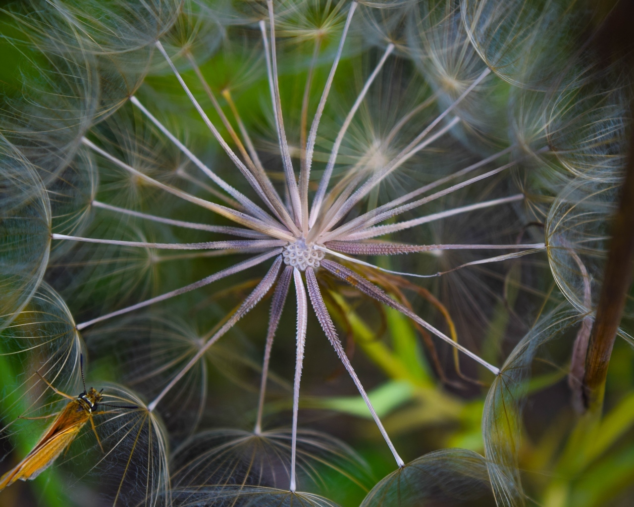 Белый одуванчик с насекомым