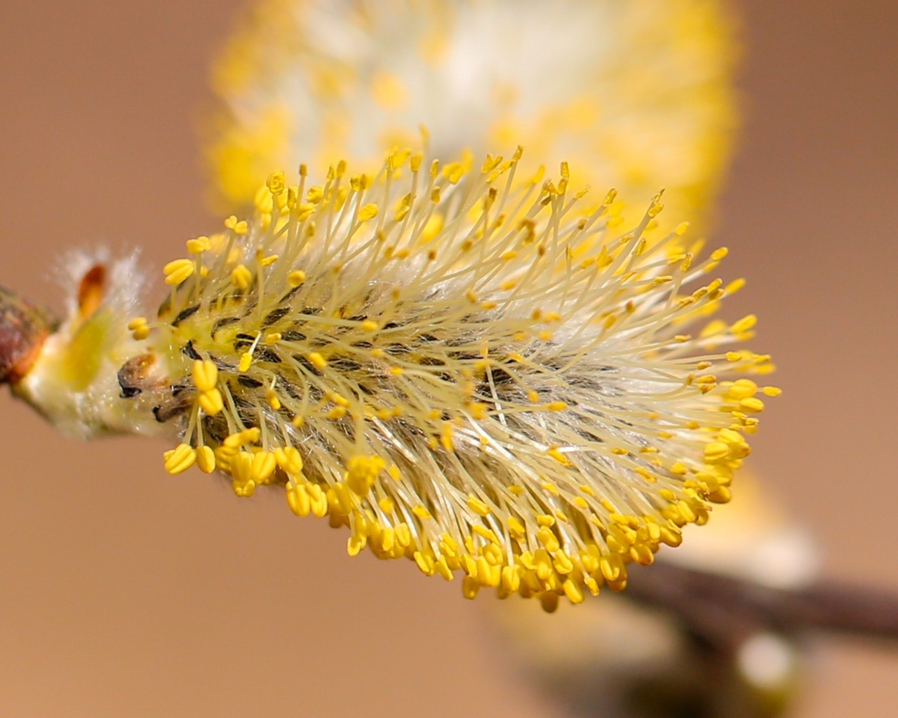 Распускается ива на дереве весной
