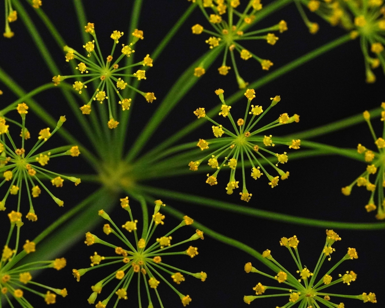 Желтый зонтик укропа крупным планом