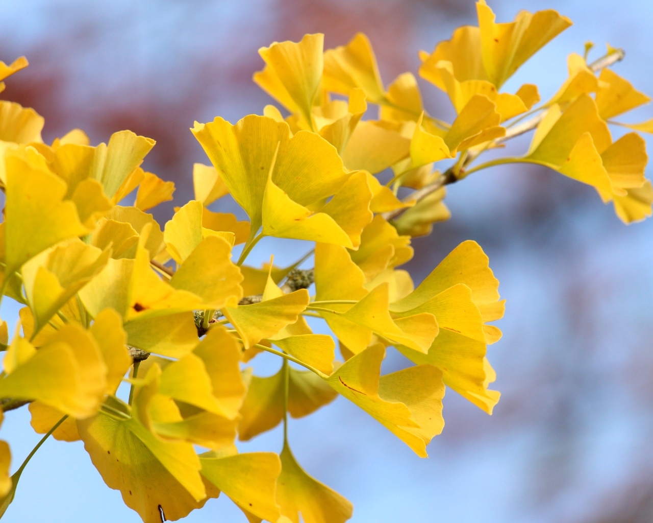 Желтые листья гинкго на ветке