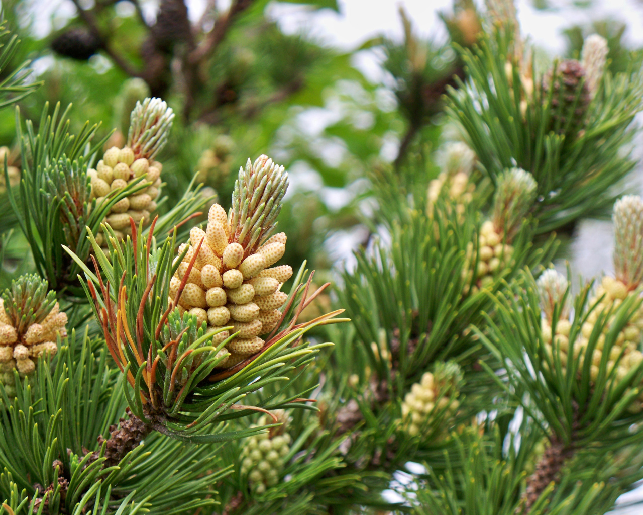 Молодые шишки на ветках сосны