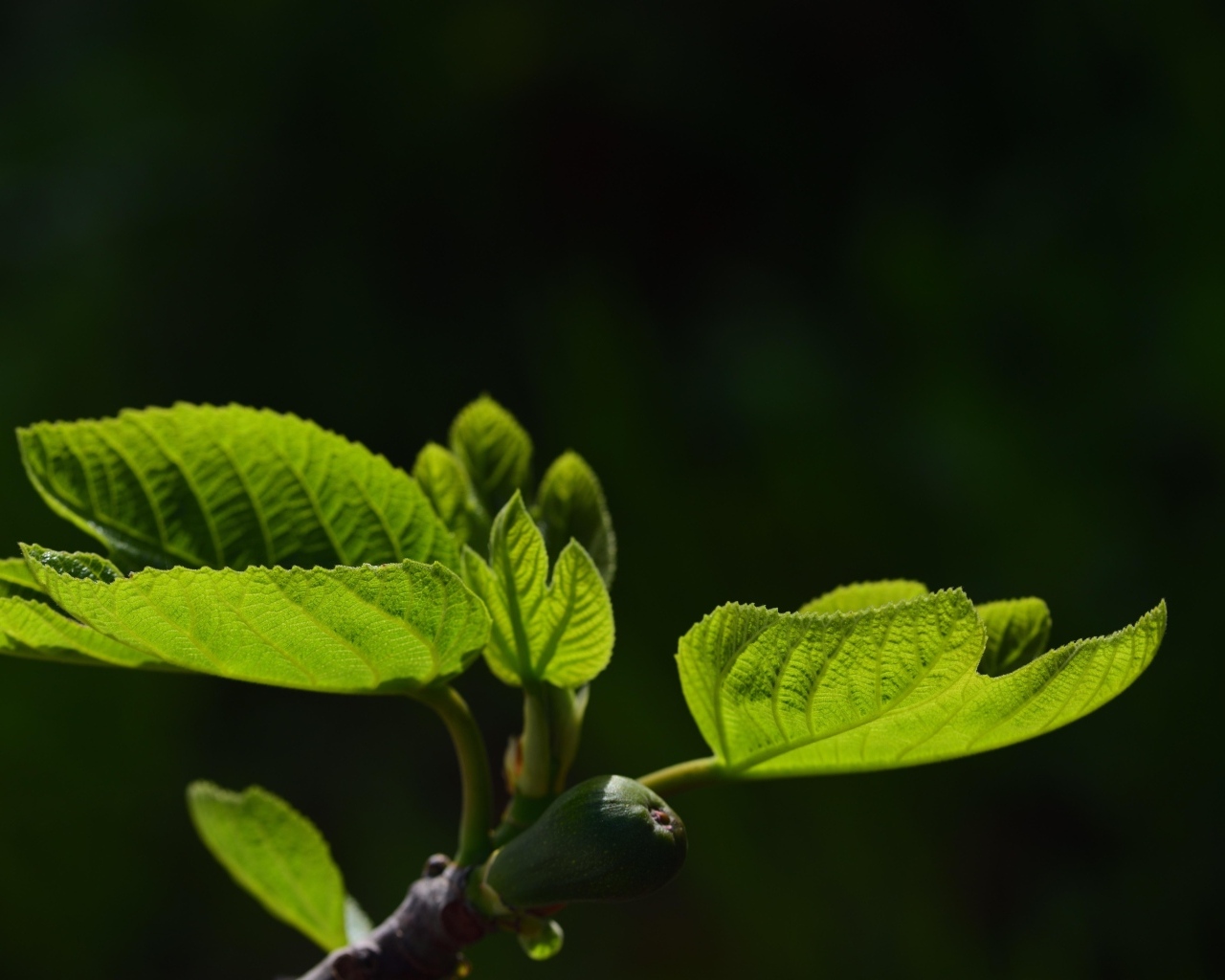 Молодые зеленые листья березы весной