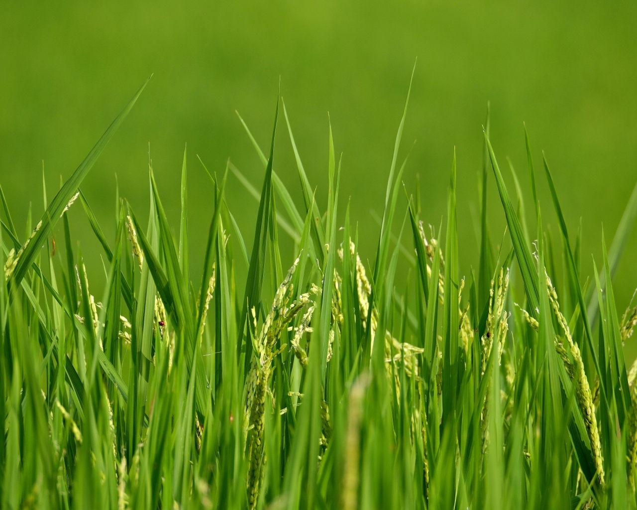 Молодая зеленая трава с колосками