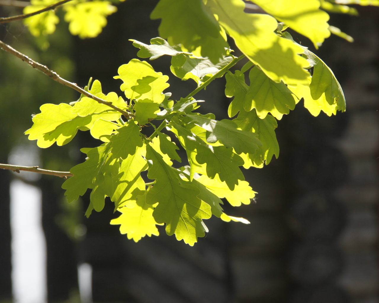 Молодые зеленые листья дуба в лучах солнца