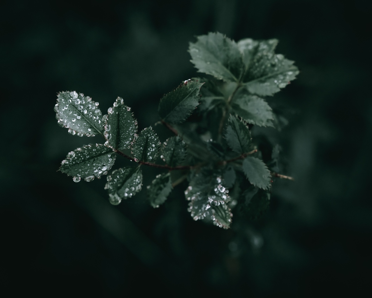 Молодые зеленые листья розы в каплях дождя