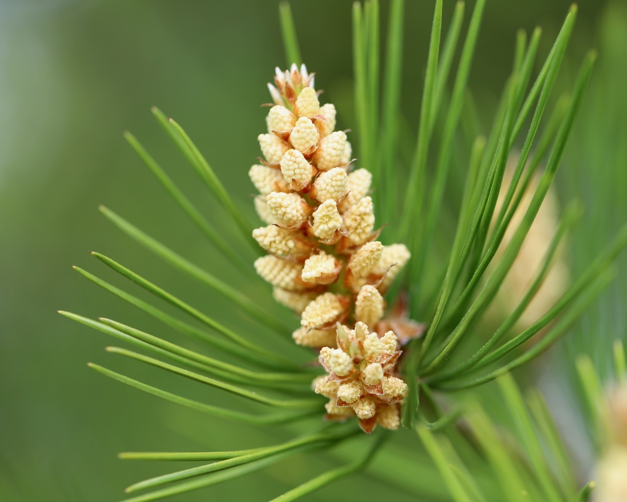 Молодая шишка на зеленой ветке сосны