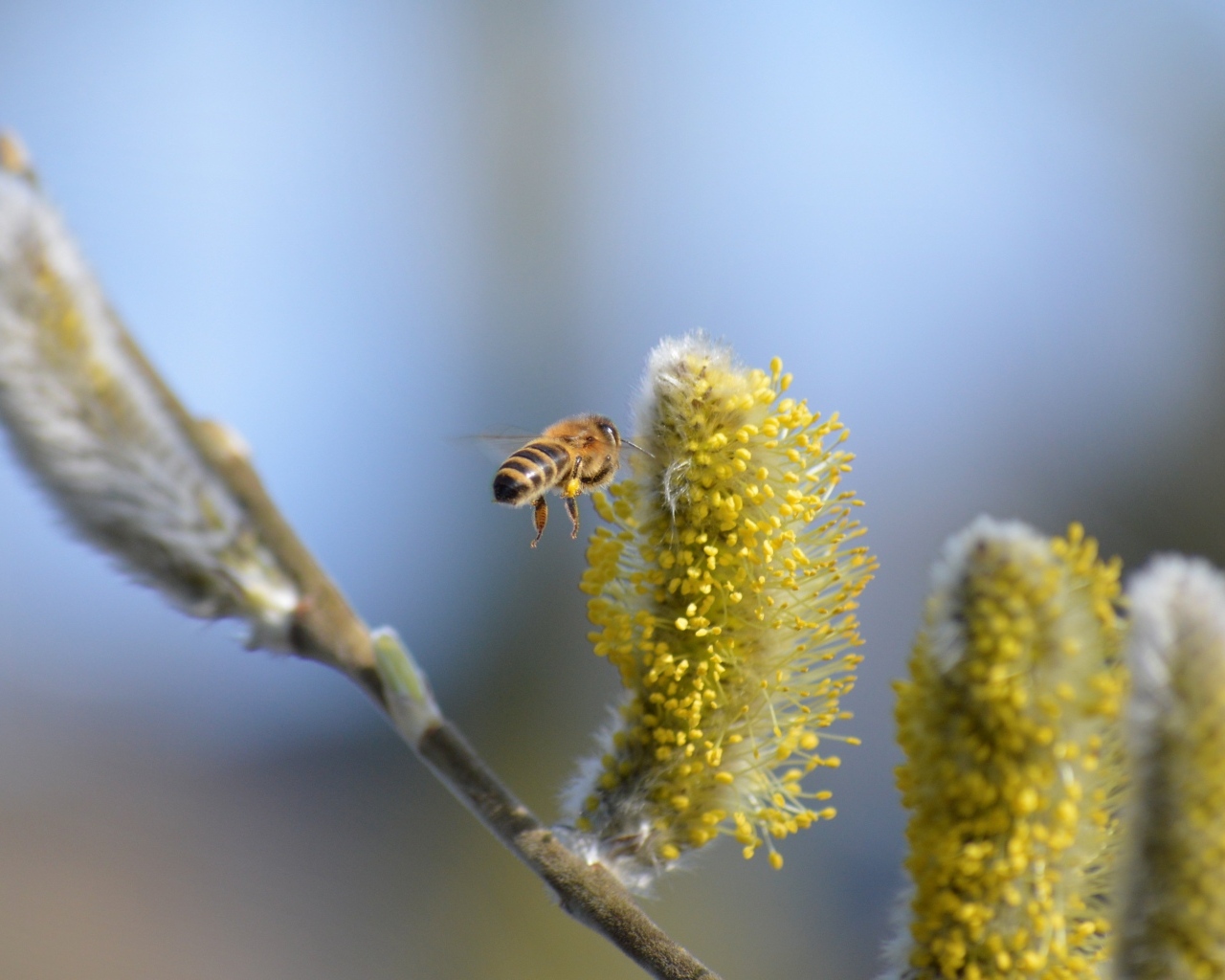 Молодые ветки вербы с пчелой