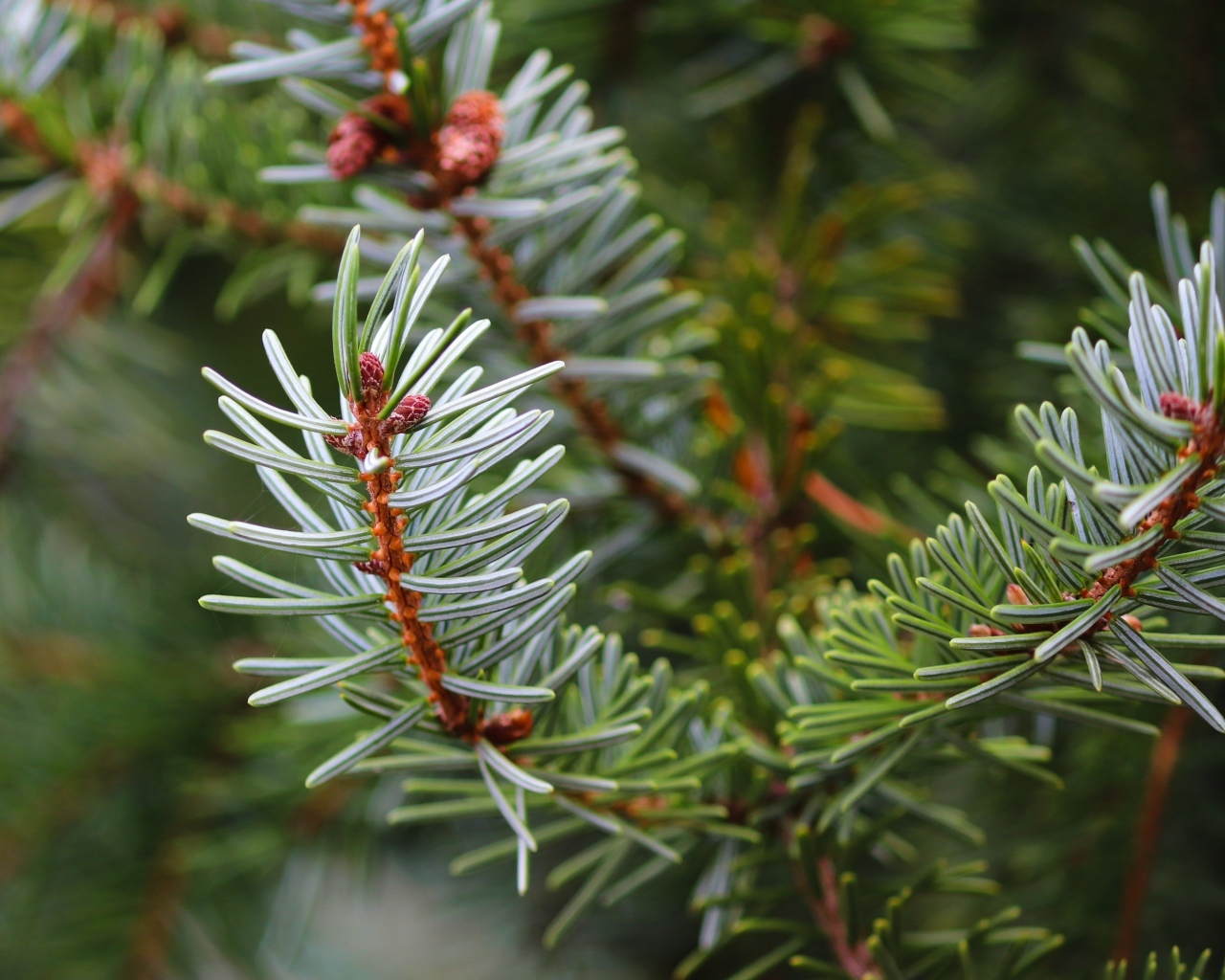 Колючая зеленая еловая ветка