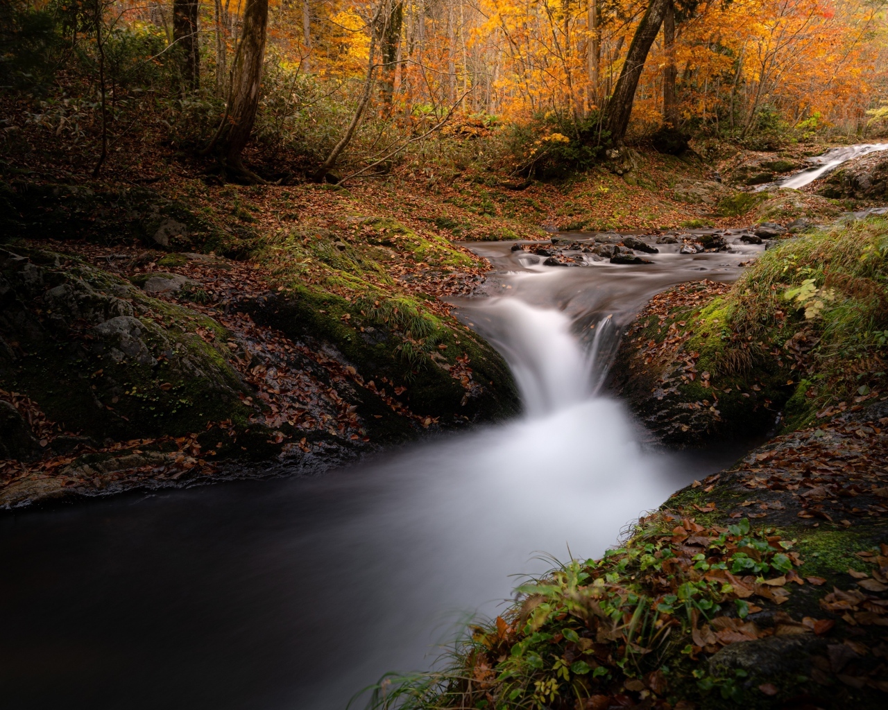 Быстрый холодный ручей в осеннем лесу