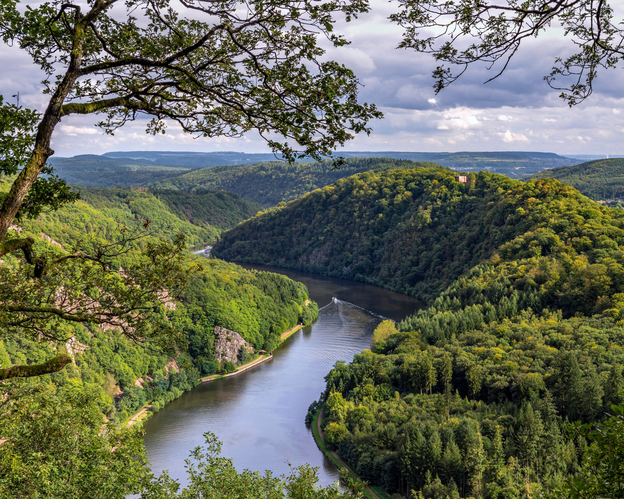 Река в густых зеленых зарослях деревьев