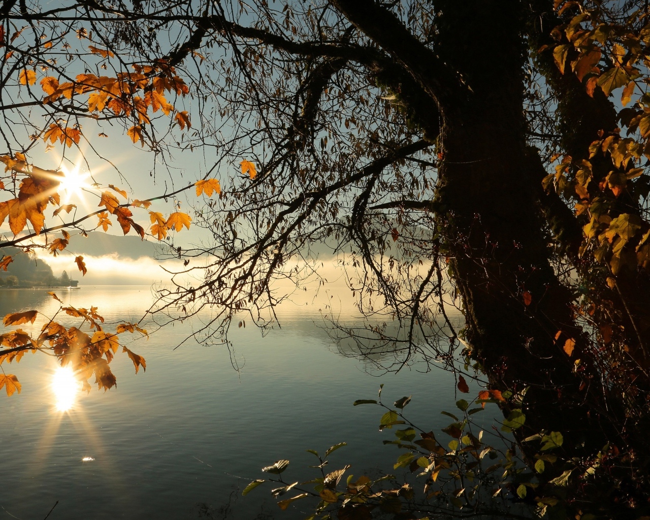 Деревья с желтыми листьями на берегу тихого озера