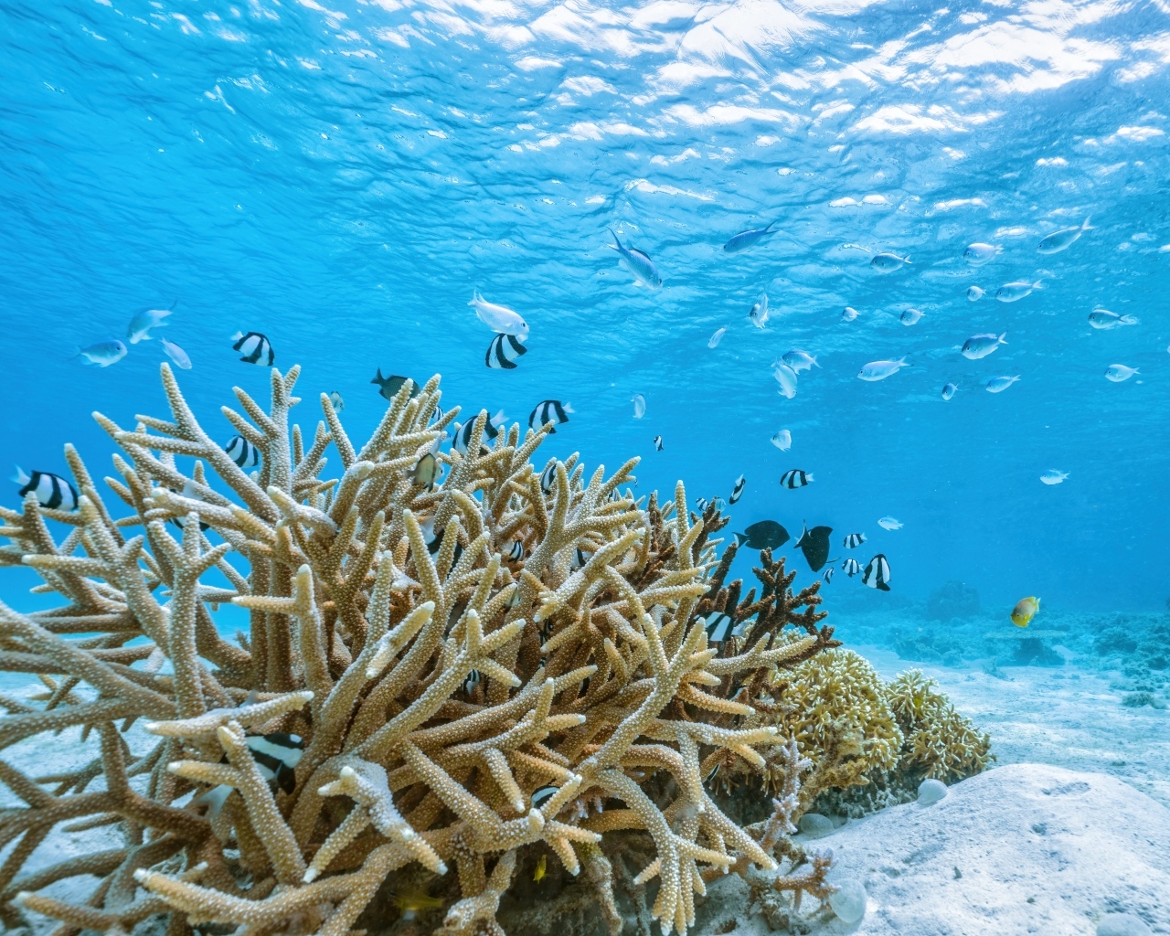 Кораллы под водой в море