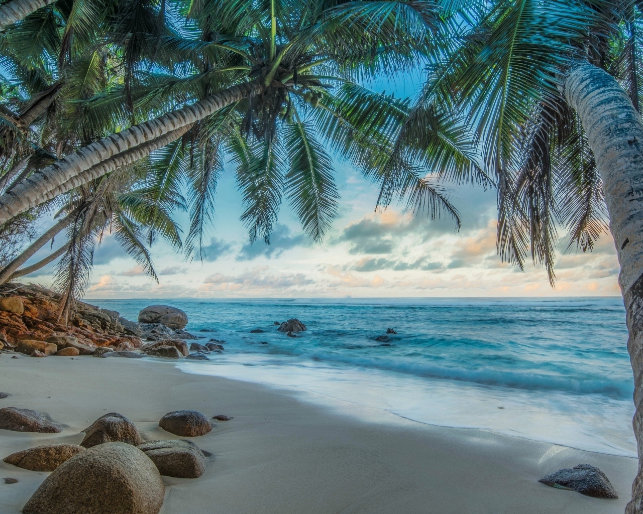 Высокие пальмы на тропическом острове  у моря