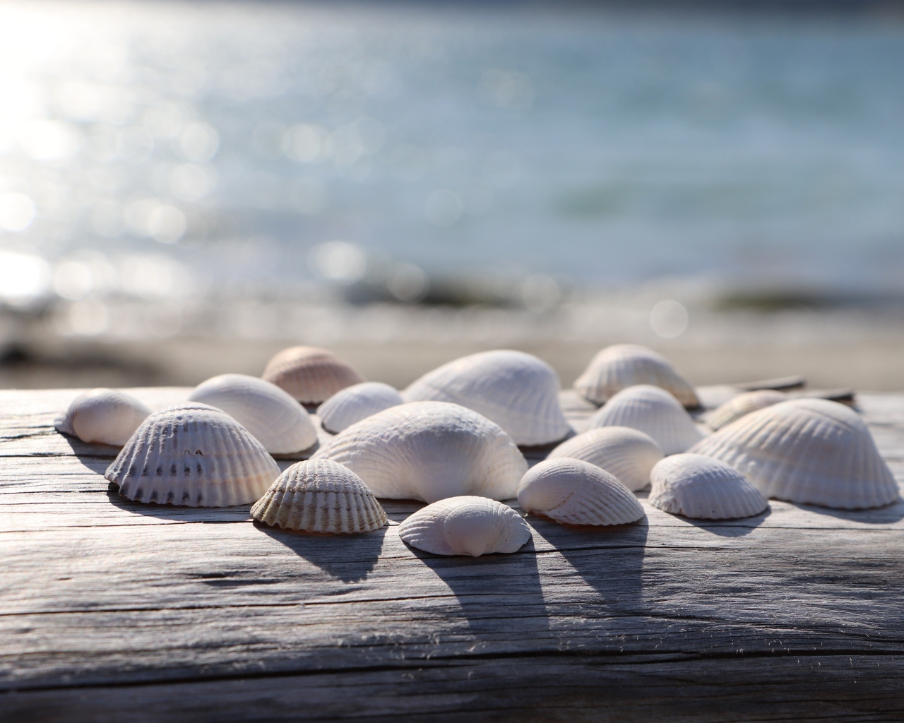 Белые ракушки на лавке у моря