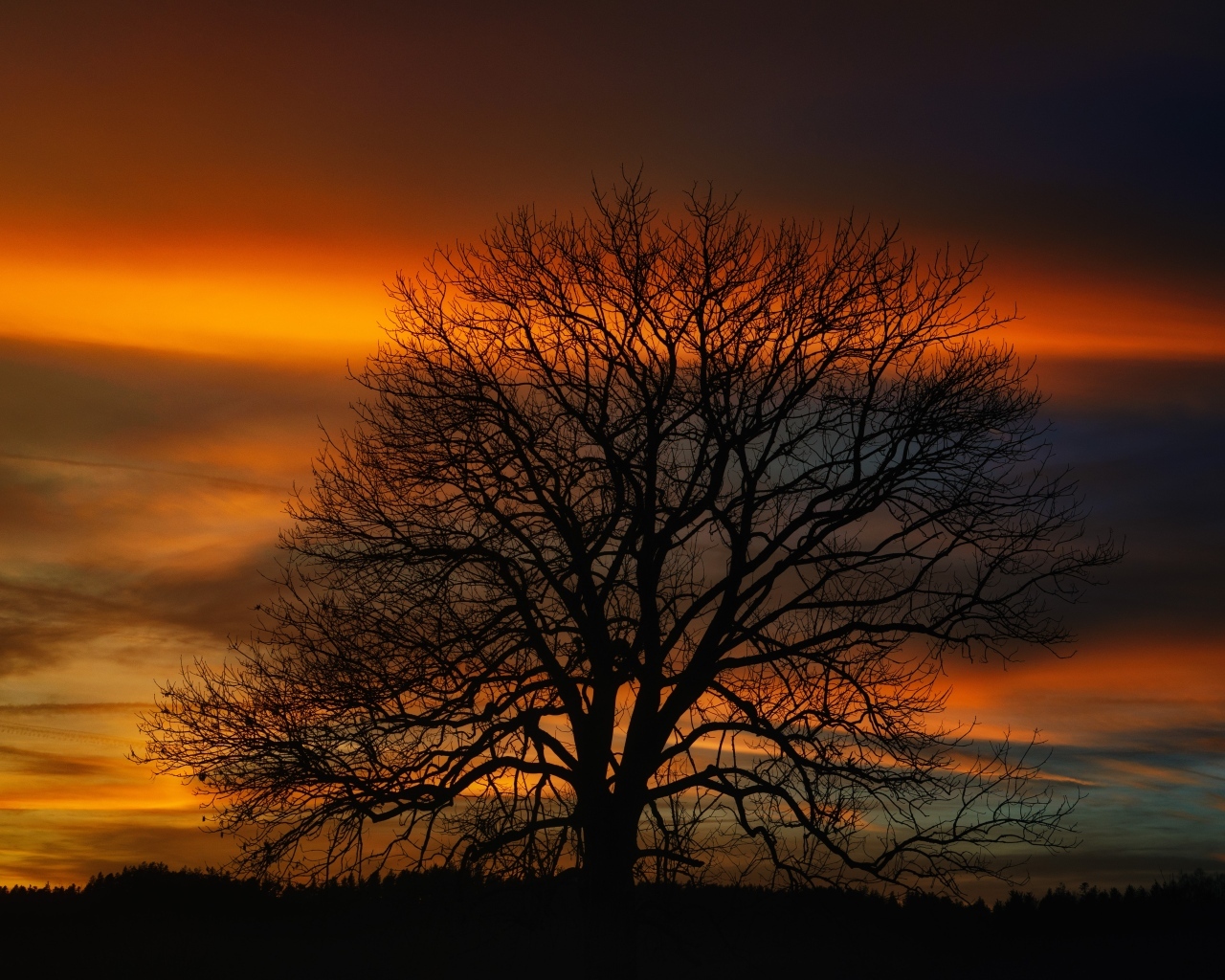 Опавшее дерево стоит на фоне неба на закате