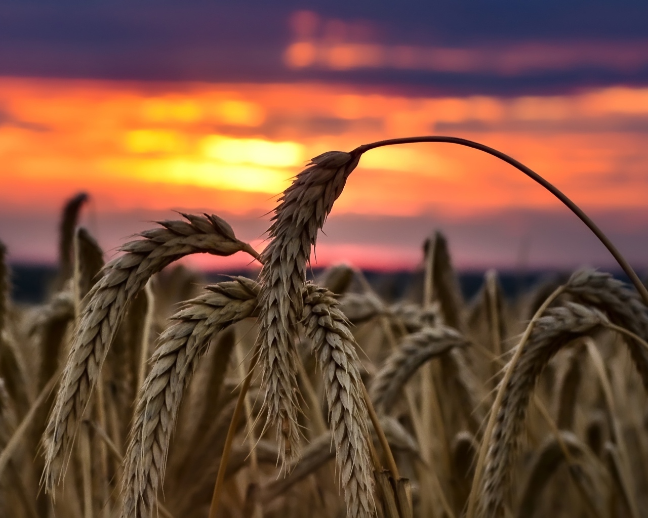 Колосья спелой пшеницы на закате солнца на поле