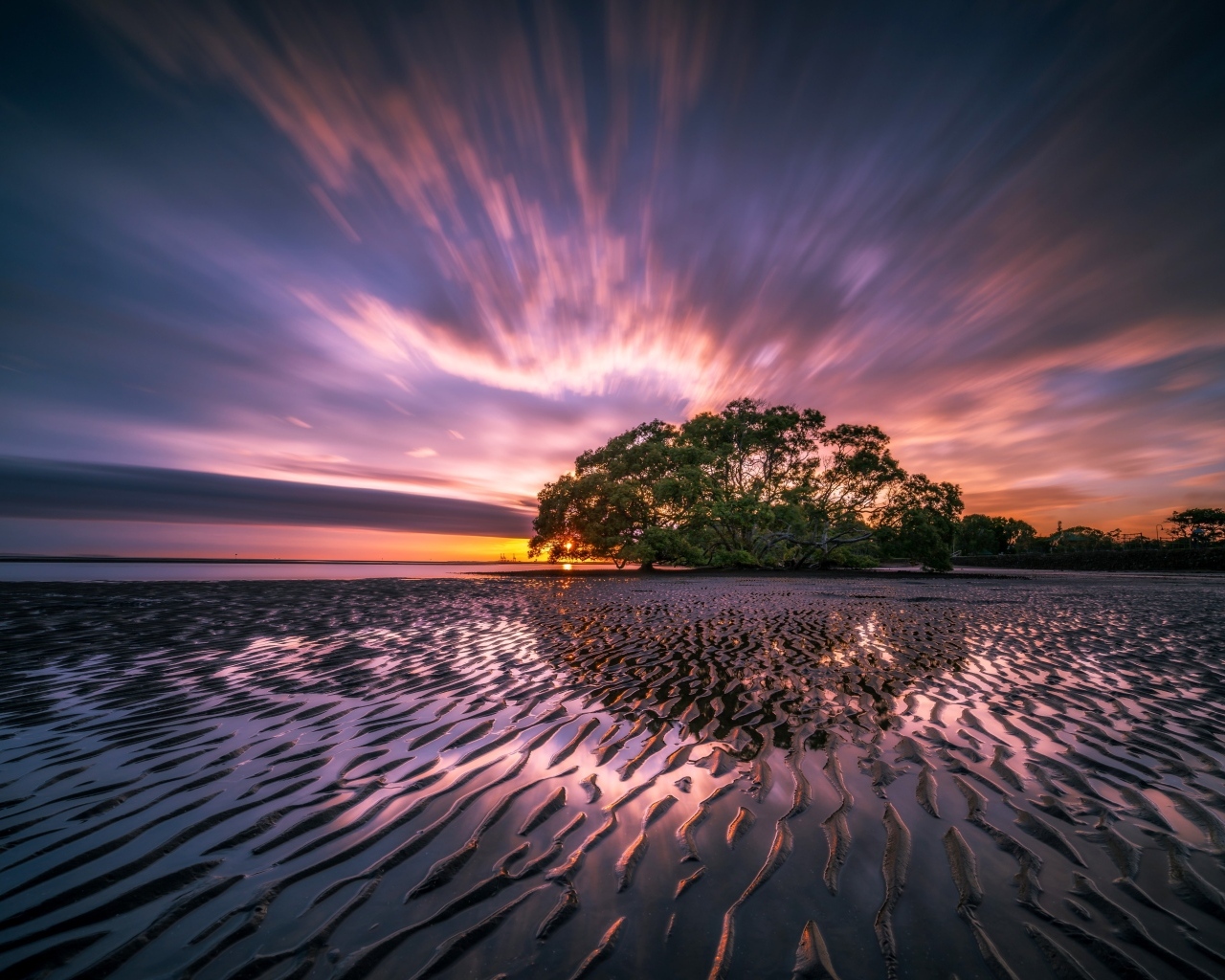 Мокрый песчаный берег и дерево на закате