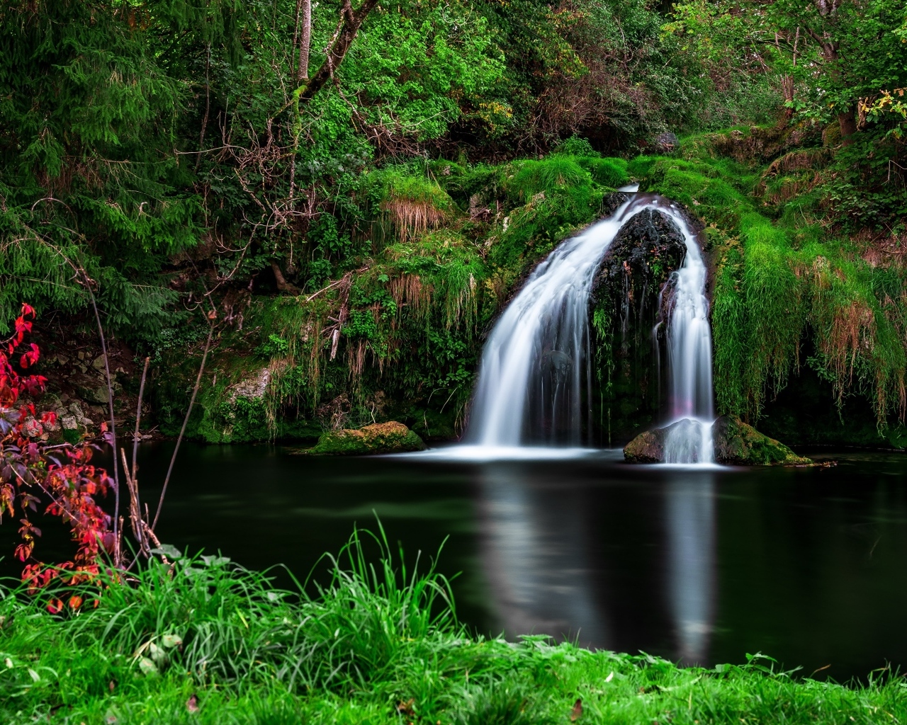 Зеленая растительность у водопада в лесу