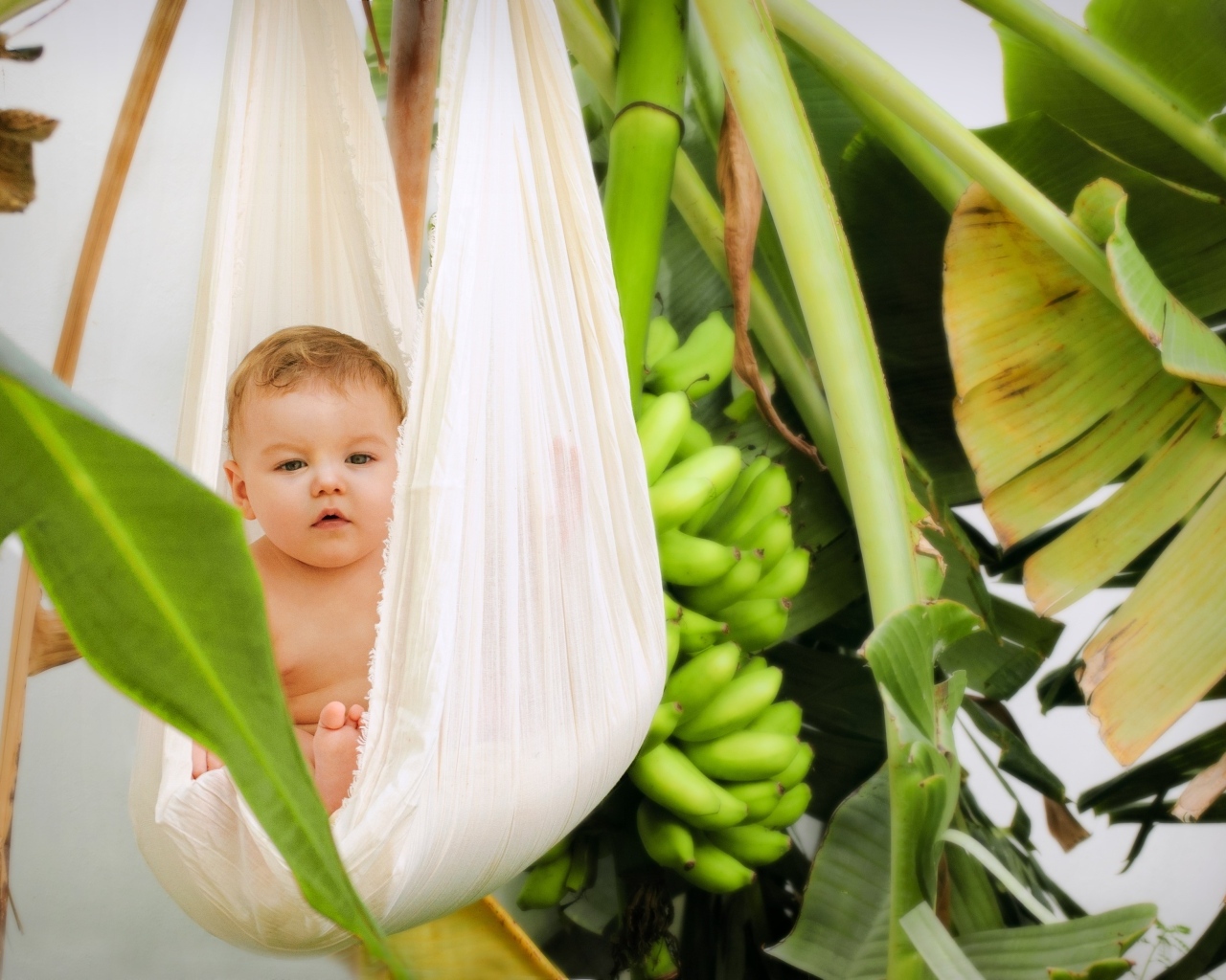 Ребенок в гамаке в тропических зарослях