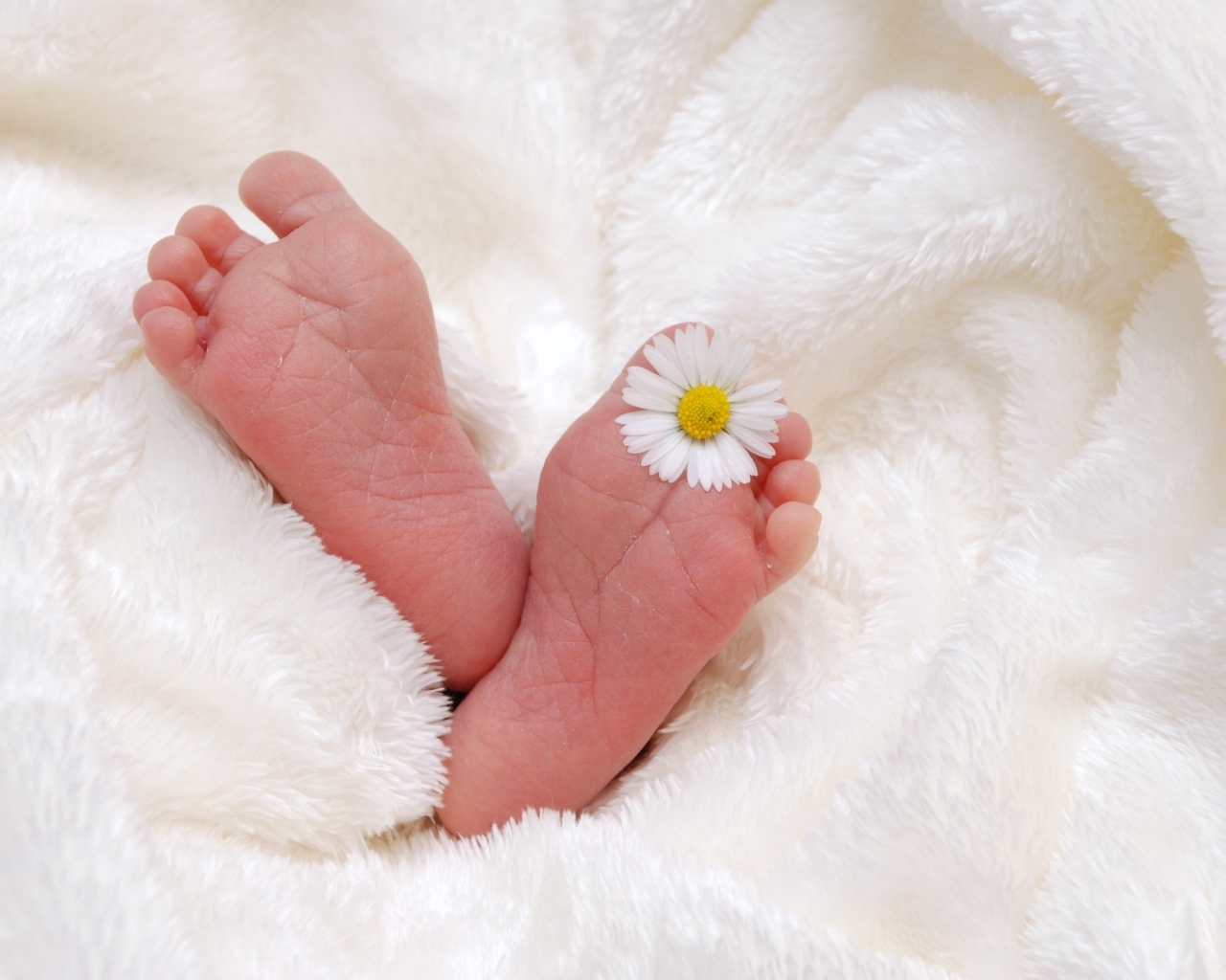 Ноги новорожденного ребенка с цветком ромашки