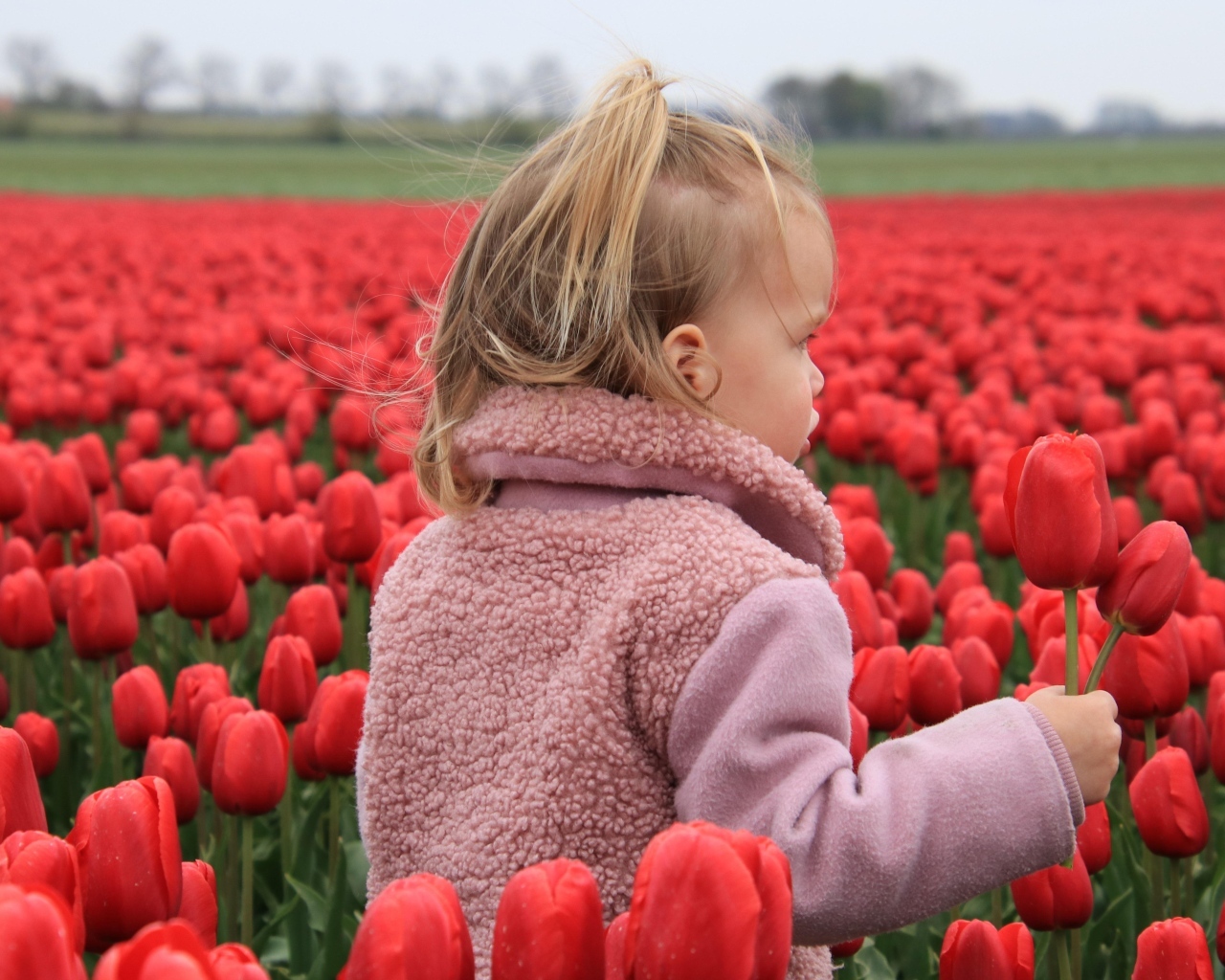 Маленькая девочка на поле с красными тюльпанами