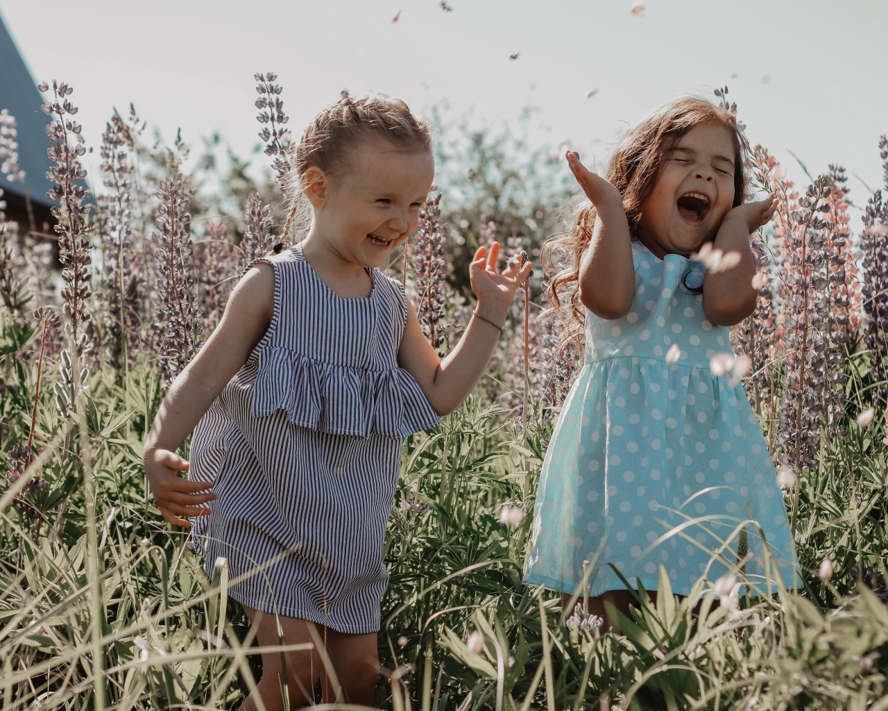 Две маленькие веселые девочки на поле с люпинами