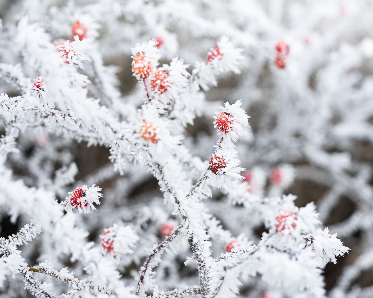 Покрытая инеем ветка с красными ягодами