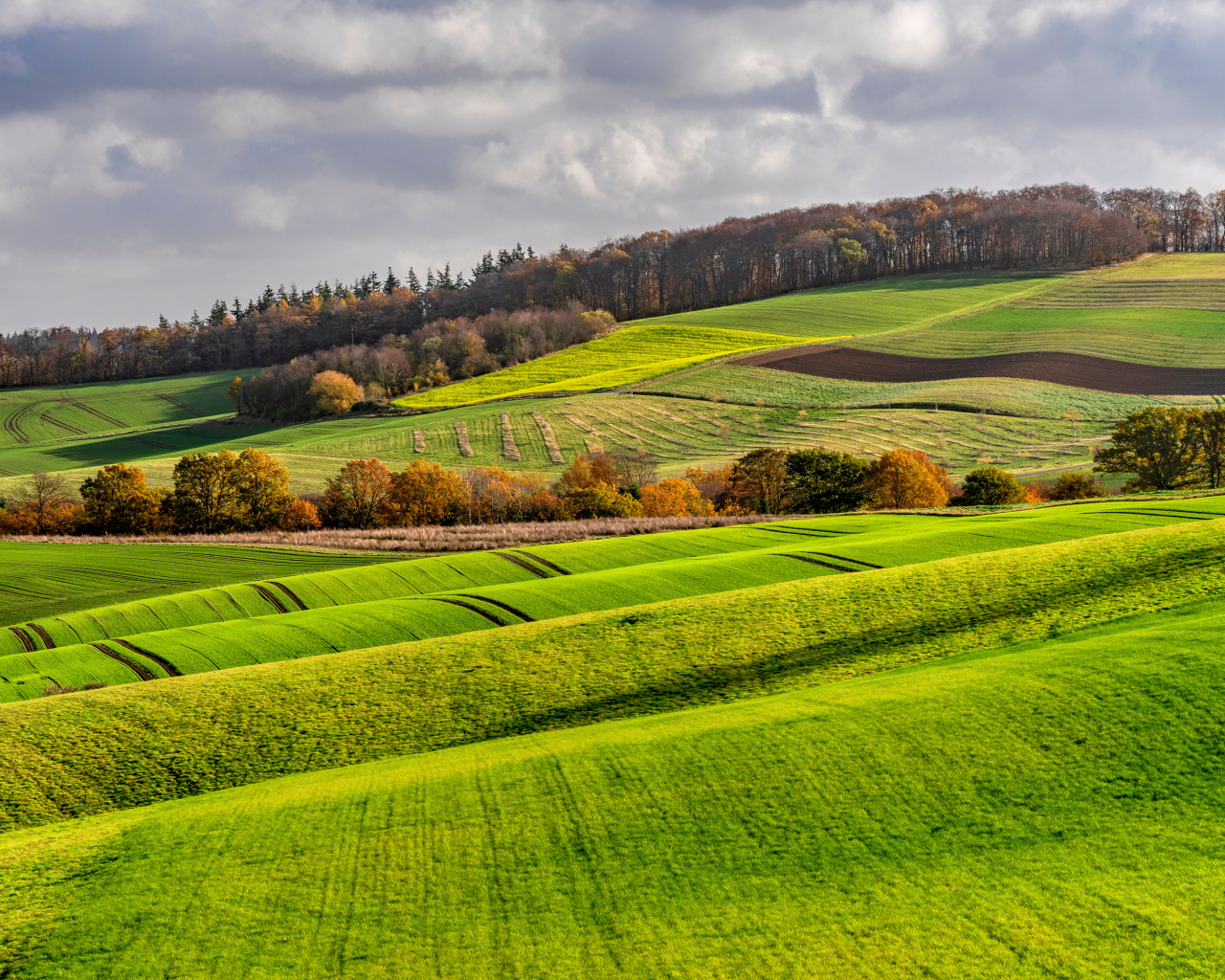 Покрытые зелеными растениями поля в Германии