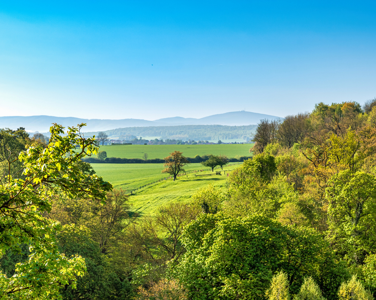 Зеленые деревья под голубым небом, Германия