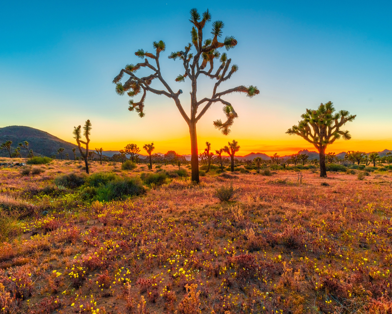 Закат солнца в национальном парке Джошуа-Три, США