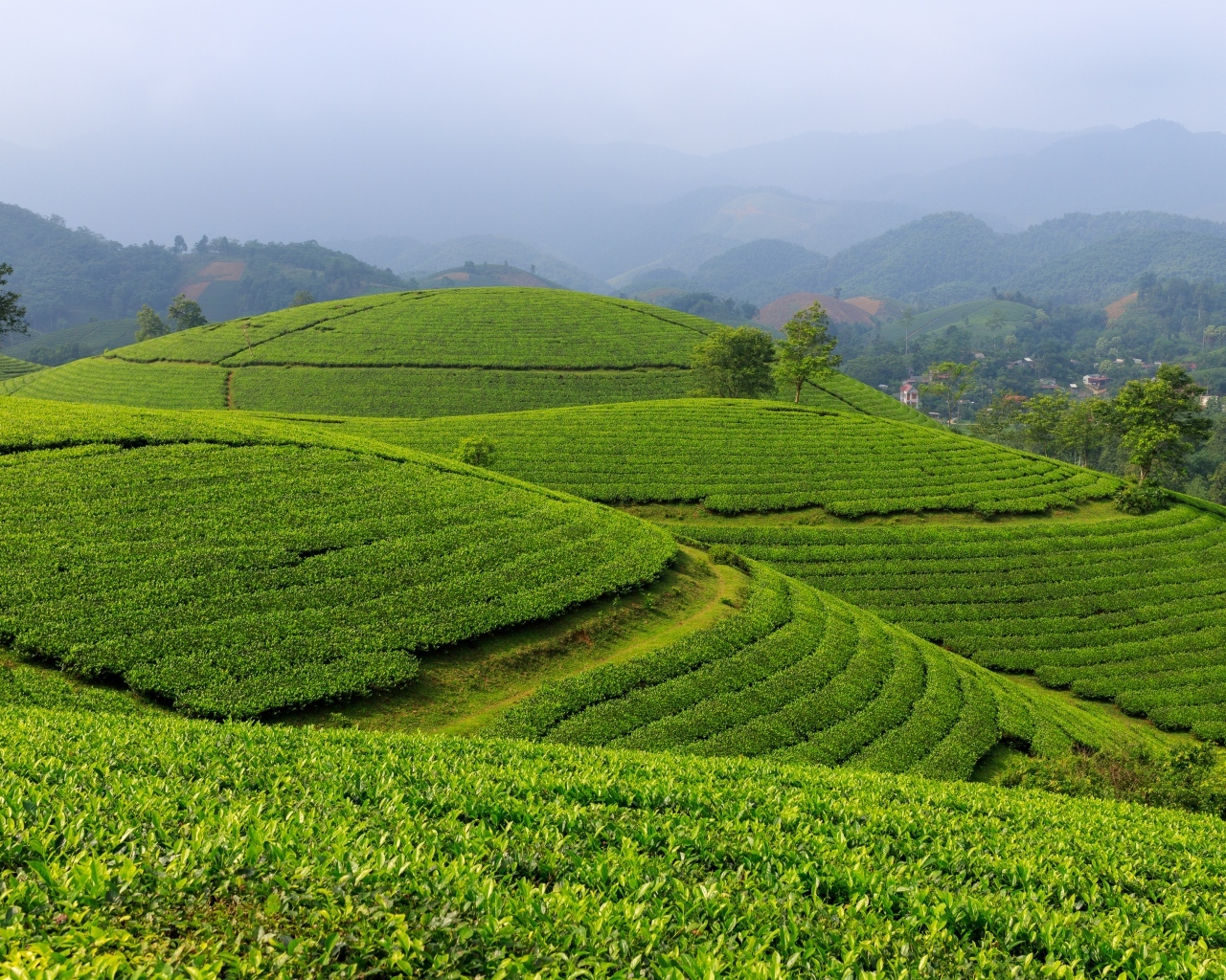 Зеленые чайные плантации, Вьетнам