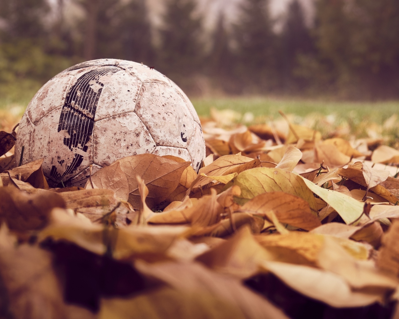 Старый футбольный мяч  в сухой листве