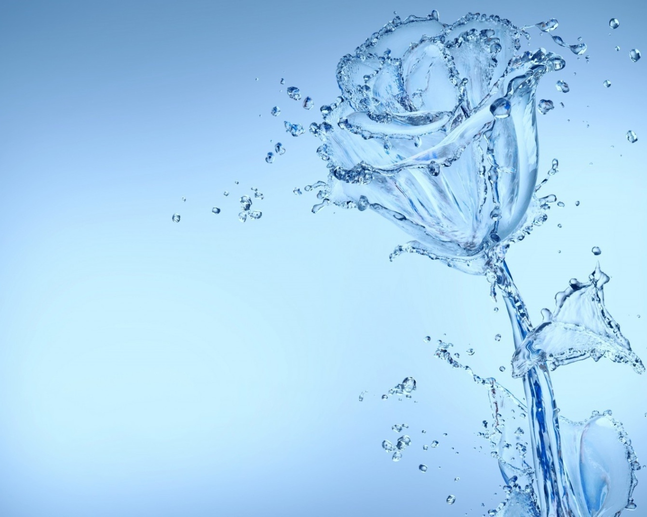 Красивая роза из воду на голубом фоне