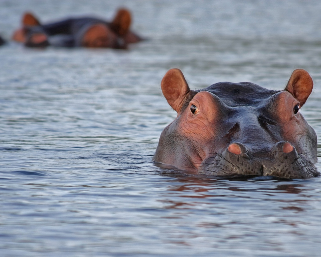 Большой гиппопотам плавает в воде