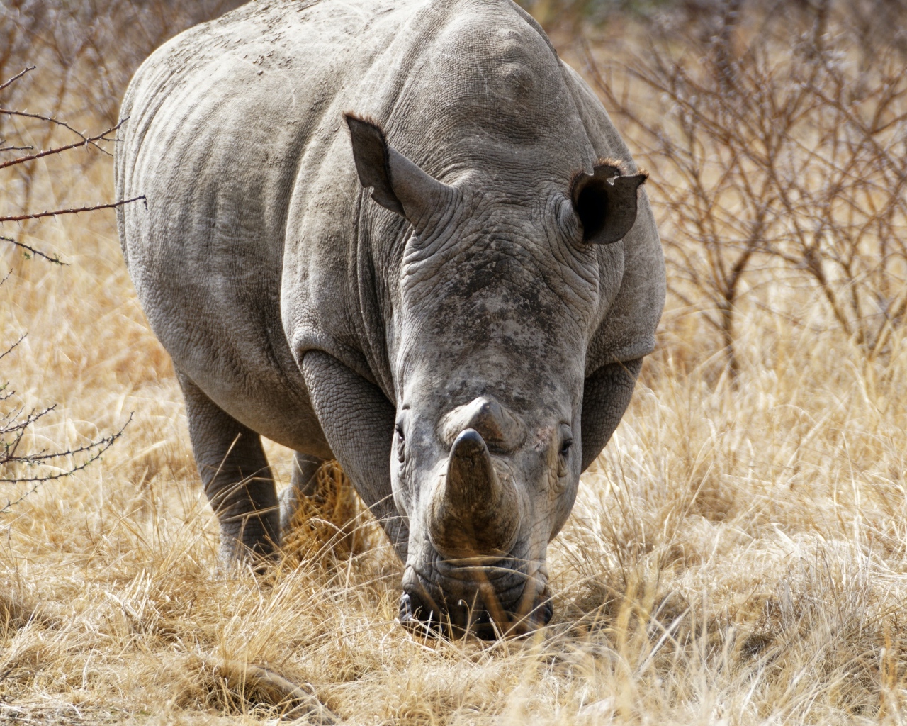 Большой носорог идет по сухой траве