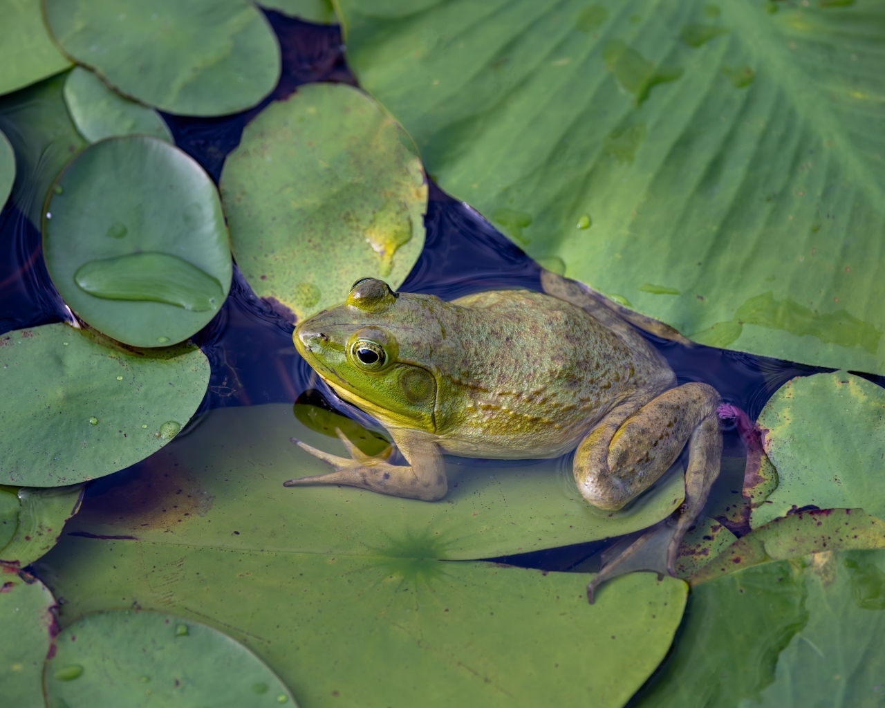 Лягушка с зелеными листьями в воде