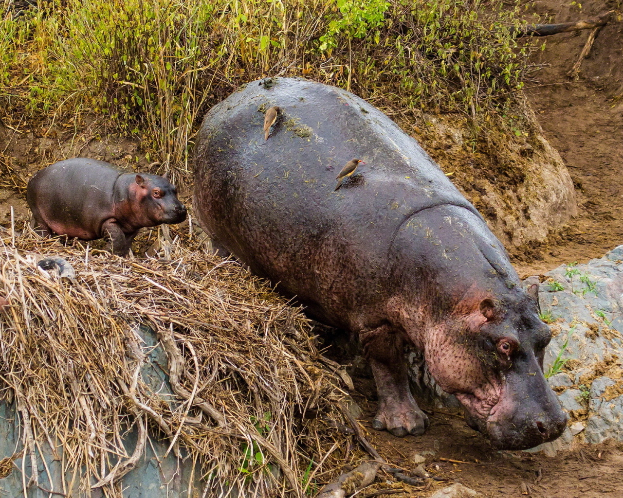 Гиппопотам с детенышем в зоопарке