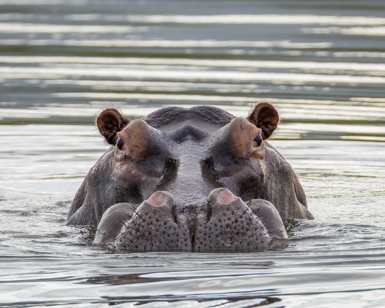 Большой бегемот прячется в воде