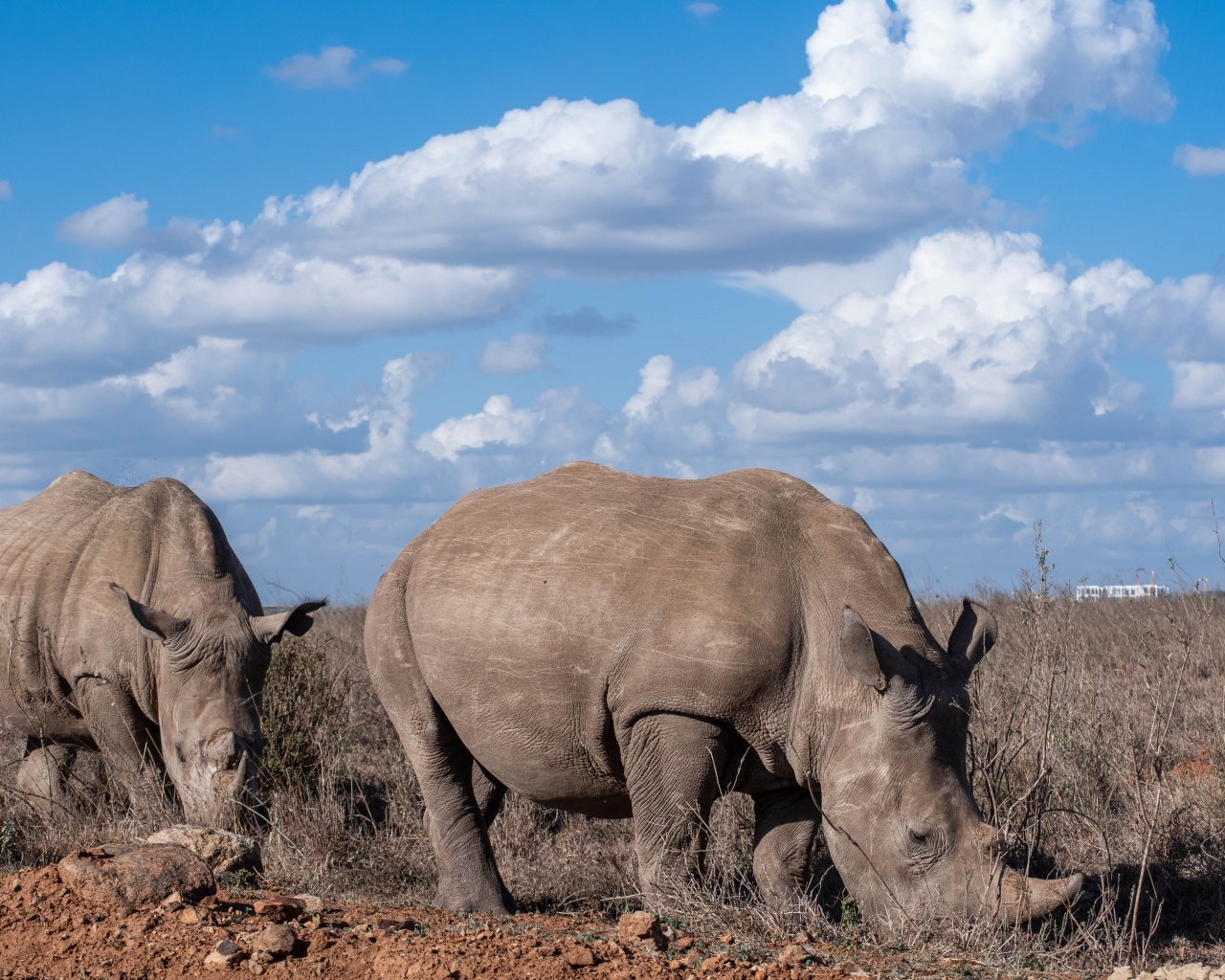 Два носорога на фоне неба с белыми облаками