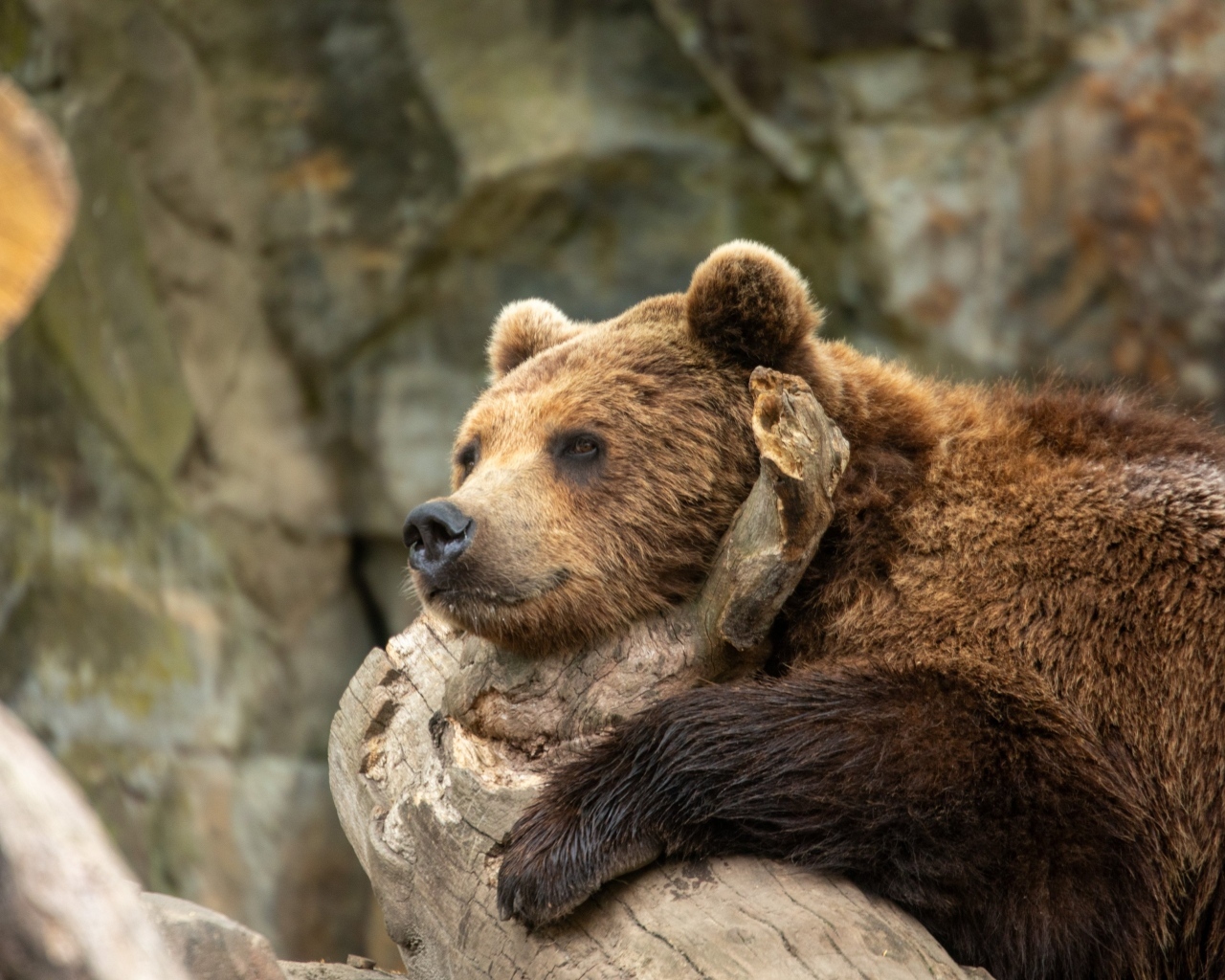 Большой бурый медведь лежит на коряге в зоопарке