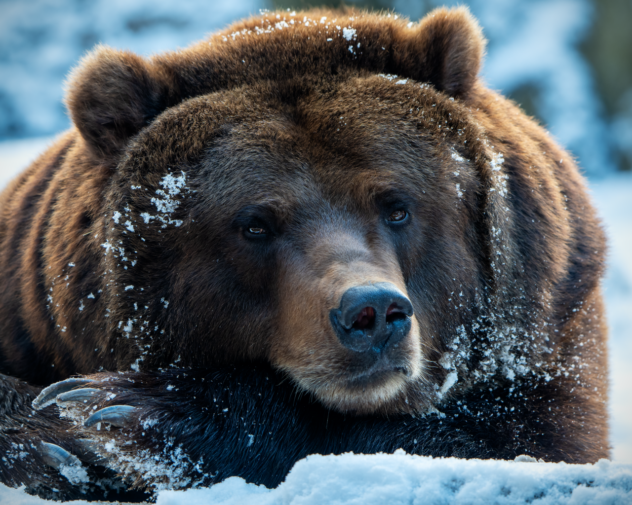 Большой хищный бурый медведь лежит на снегу