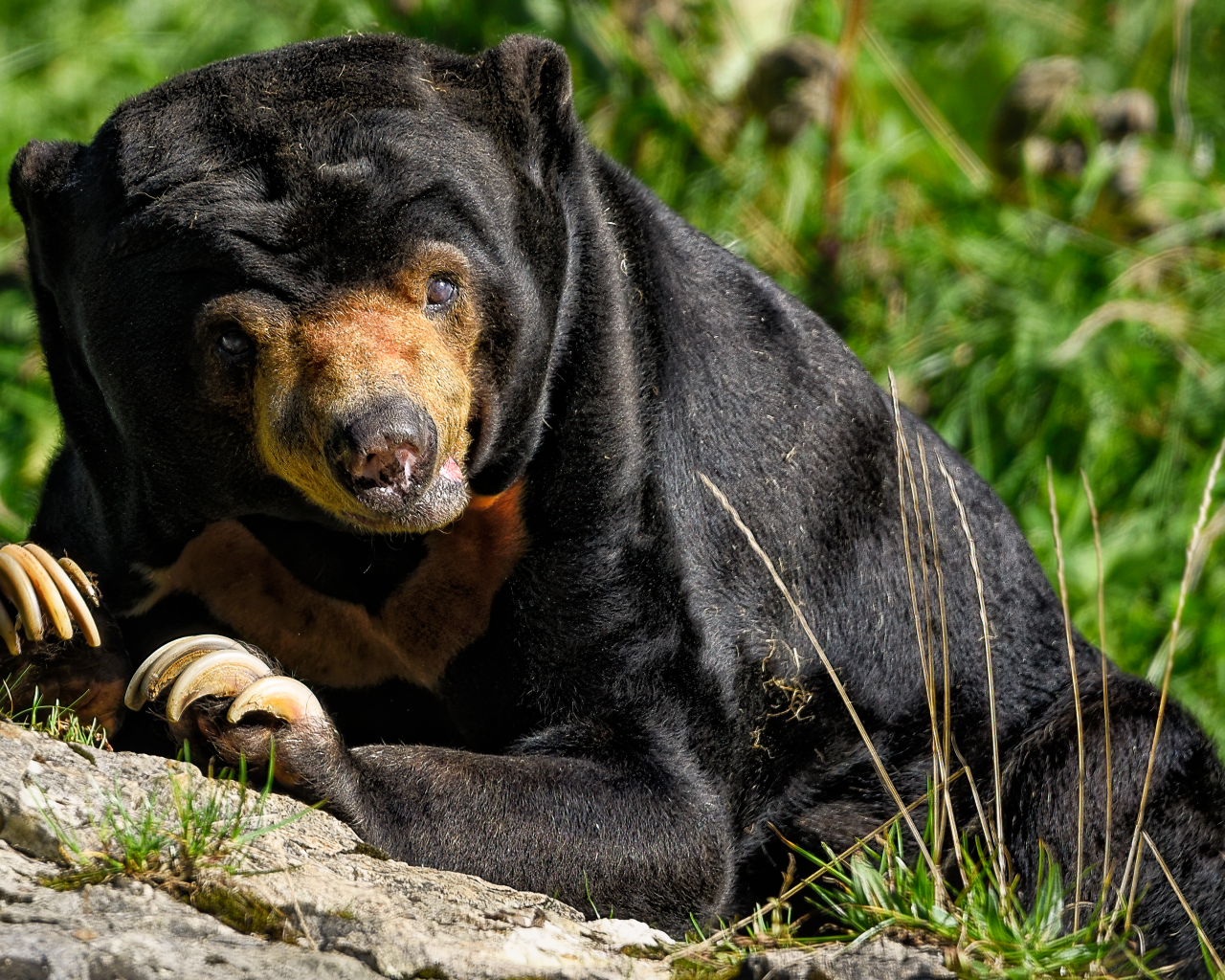 Большой черный медведь с острыми когтями