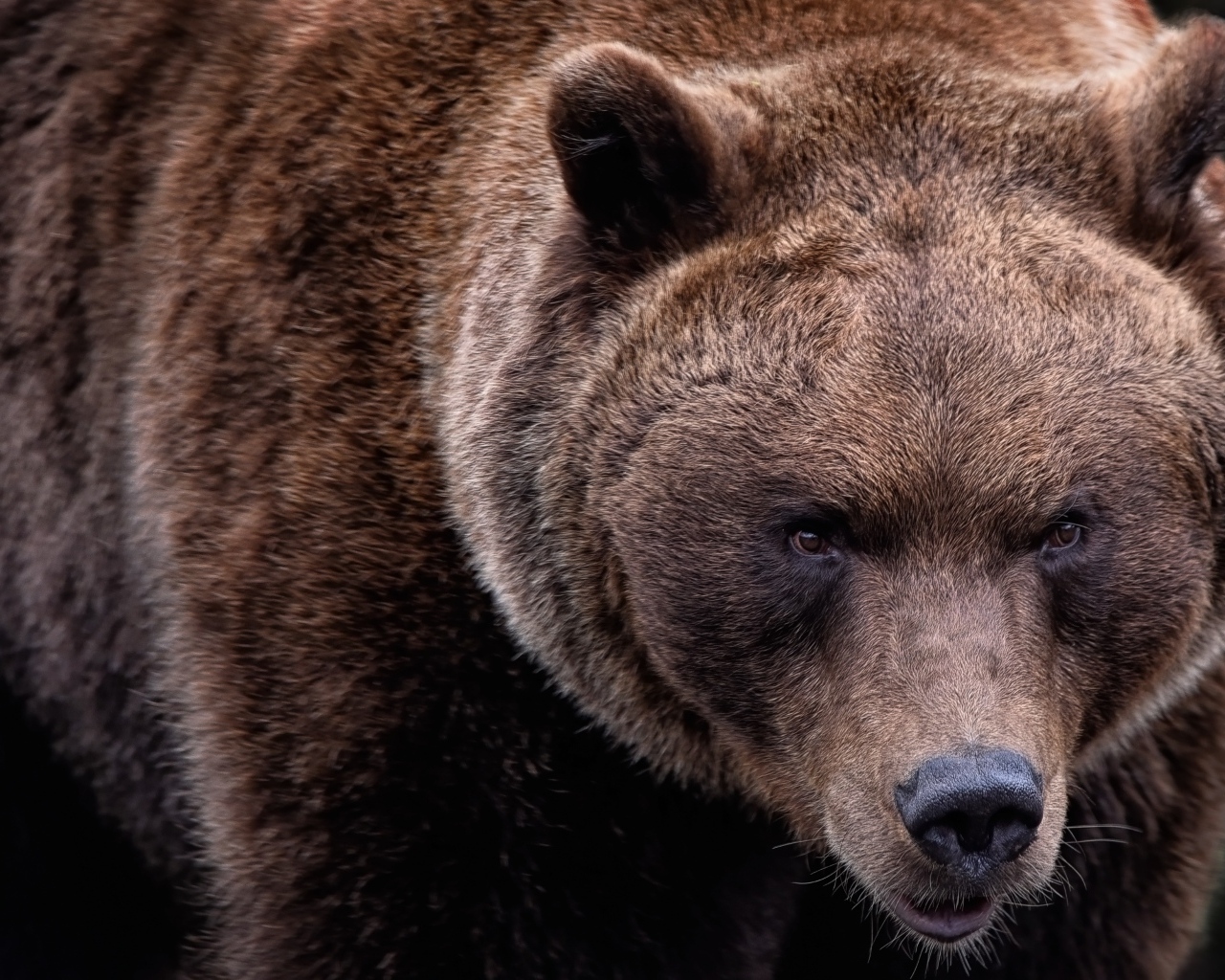 Большой бурый медведь крупным планом