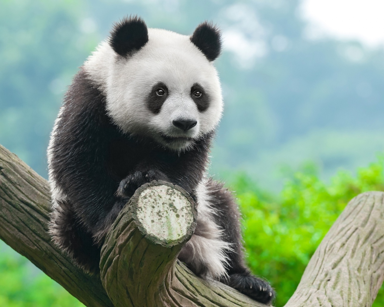 Большая панда сидит на дереве в зоопарке