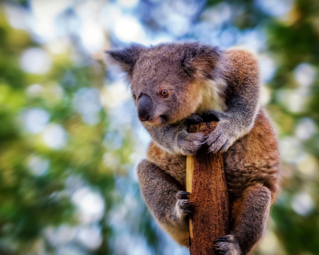 Коала сидит на столбе дерева 